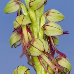 Man Orchid (Orchis anthropophora) close-up of flowers, Causse de Gramat, Massif Central, Lot Region, France, April