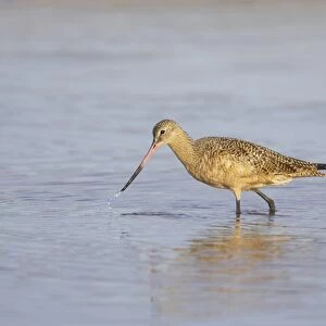 Marbled Godwit (Limosa fedoa) adult, winter plumage, feeding in shallow water, Fort de Soto, Florida, U. S. A