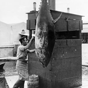 Mattanza tuna fishing, unloading catch on quay, Sicily, Italy, 1958 (Kurt Drost)