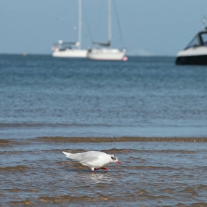 Mediterranean Gull (Larus melanocephalus) adult, winter plumage, walking in shallow water on beach
