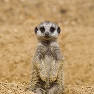 Meerkat (Suricata suricatta) baby, sitting on sand, with sandy paws from digging (captive)