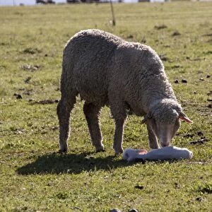 Merino ewe with newly born lamb, note the ear tag