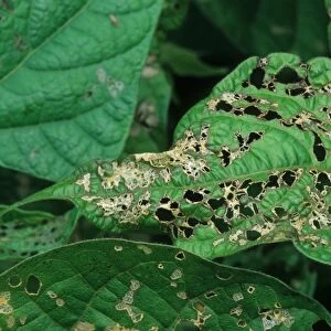 Mexican Bean Beetle (Epilachna varivestis) feeding damage, skeletonized leaf, agricultural pest, U. S. A