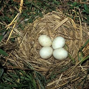 Montagu's Harrier (Circus pygargus) Nest with four eggs
