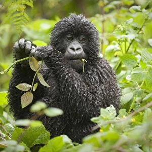Mountain Gorilla (Gorilla b. beringei) baby, feeding, wet from rain, Parc National des Volcans (Volcanoes N. P. )