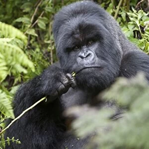Mountain Gorilla (Gorilla beringei beringei) silverback adult male, feeding, sitting in vegetation, Volcanoes N. P. Virunga Mountains, Rwanda