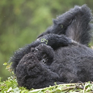 Mountain Gorilla (Gorilla beringei beringei) adult female with young, resting on nest, Volcanoes N. P