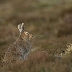 Mountain Hare (Lepus timidus) adult, summer coat, sitting on moorland, Peak District, Derbyshire, England, April