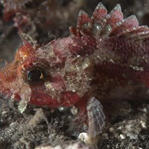 Mozambique Scorpionfish (Parascorpaena mossambica) adult, close-up of head, Lembeh Island, Sulawesi, Indonesia
