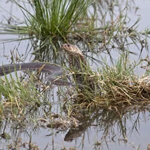 Mozambique Spitting Cobra in The Okavango Delta - Botswana
