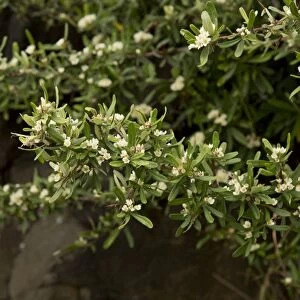 Narrowleaf Firethorn (Pyracantha angustifolia) introduced invasive species, close-up of leaves and flowers, Lesotho