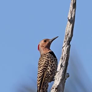 Northern Flicker (Colaptes auratus chrysocaulosus) adult female, clinging to dead branch, Zapata Peninsula