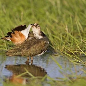 Northern Lapwing (Vanellus vanellus) juvenile, preening tail feathers, standing in pool, Suffolk, England, July