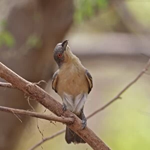 Northern Puffback (Dryoscopus gambensis gambensis) adult female, foraging in tree, Mole N. P. Ghana, February