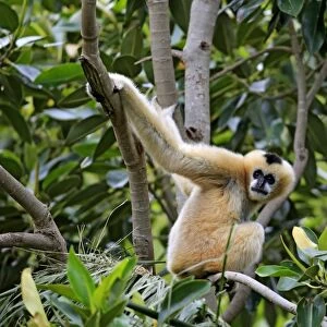 Northern White-cheeked Gibbon (Nomascus leucogenys) adult female, sitting on branch (captive)