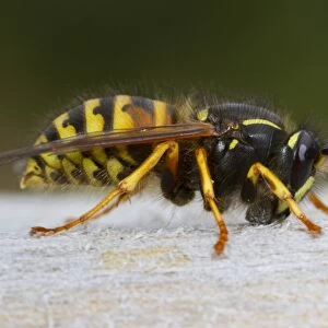 Norwegian Wasp (Dolichovespula norwegica) adult worker, collecting wood pulp from garden gate for nest building