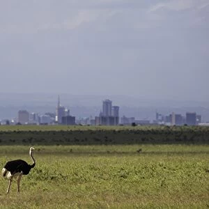 Ostrich (Struthio camelus) adult male, and Cokes Hartebeest (Alcelaphus buselaphus cokii) adult