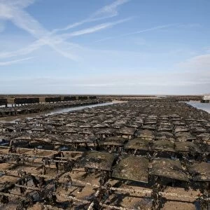 Oyster bed racks at low tide, Agon Coutainville, Normandy, France, February