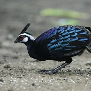 Palawan Peacock-pheasant (Polyplectron napoleonis) adult male, feeding on rice grains