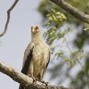 Palm-nut Vulture (Gypohierax angolensis) adult, perched on branch, Gambia, February