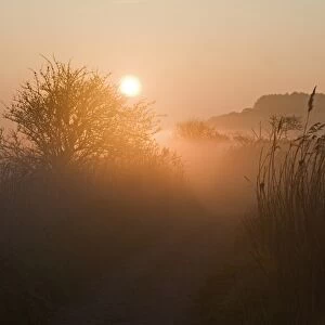 Path on edge of reedbed at dawn, Cley Marshes Reserve, Cley-next-the-sea, Norfolk, England, april