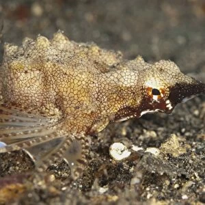 Pegasus Sea Moth (Eurypegasus draconis) adult, close-up of head, crawling on black sand, Lembeh Straits, Sulawesi