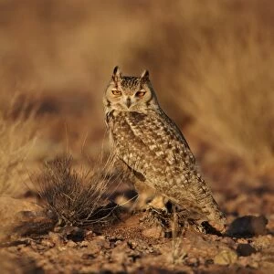 Pharaoh Eagle-owl (Bubo ascalaphus) adult, standing on ground in desert, near Erg Chebbi, Morocco, february