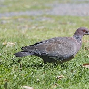 Pigeons Collection: Picazuro Pigeon