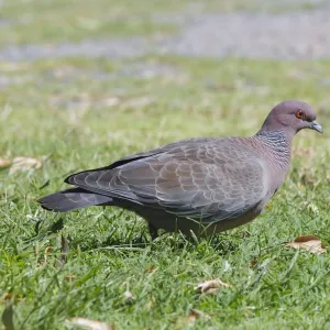 Pigeons Collection: Picazuro Pigeon