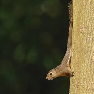 Plantain Squirrel (Callosciurus notatus) adult, decending tree trunk in park, Singapore, august