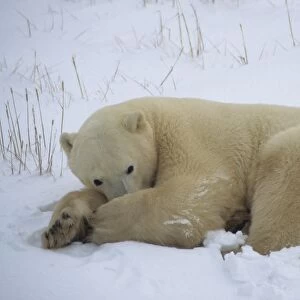 Polar Bear (Ursus maritimus) Resting - Hudson Bay, Churchill, Canada