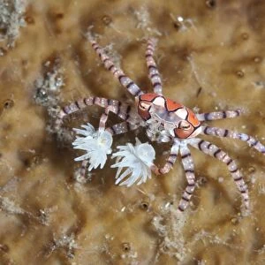 Pom-pom Crab (Lybia tesselata) adult, with Anemones (Bunodeopsis / Triactis sp. ) on claws for protection on hard coral