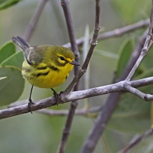 Prairie Warbler (Dendroica discolor) adult female, perched on twig, Zapata Peninsula, Matanzas Province, Cuba, March