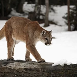 Puma (Felis concolor) adult, walking on log in snow, Montana, U. S. A. winter (captive)