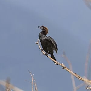 Pygmy Cormorant in breeding plumage