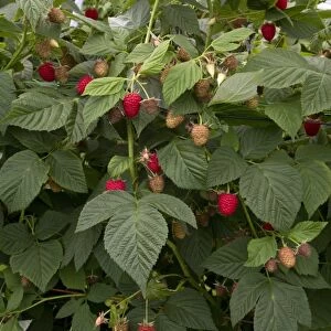 raspberry plant named Driscoll Cardinal. The new cultivar is distinguished from other raspberry cultivars by its firm