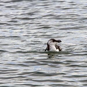 Razorbill swimming - late winter