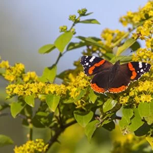 Red Admiral Butterfly on Christs Thorn