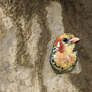 Red-and-yellow Barbet (Trachyphonus erythrocephalus) adult, at nesthole entrance in termite mound, Lake Baringo