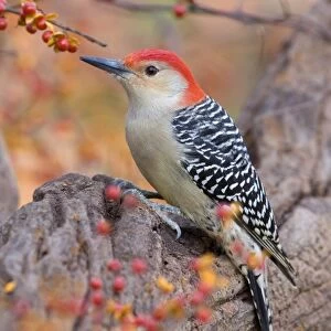 Woodpeckers Collection: Red Bellied Woodpecker