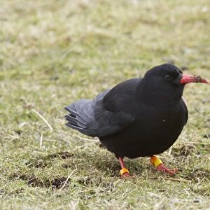 Red-billed Chough (Pyrrhocorax pyrrhocorax) adult, with coloured leg rings, foraging on ground, Ardnave, Islay
