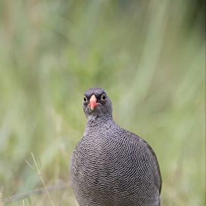 Phasianidae Collection: Red Billed Spurfowl