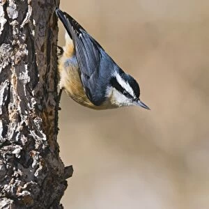 Red-breasted Nuthatch (Sitta canadensis) adult, clinging to bark, New Mexico, U. S. A. january
