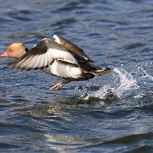 Red-crested Pochard (Netta rufina) adult male, taking off from water, Norfolk, England, march