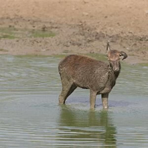 Red Deer (Cervus elaphus) calf, shaking mud from body, standing in wallow, Minsmere RSPB Reserve, Suffolk, England