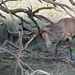 Red Deer (Cervus elaphus) mature stag, thrashing branches with antlers, strengthening neck muscles during rutting