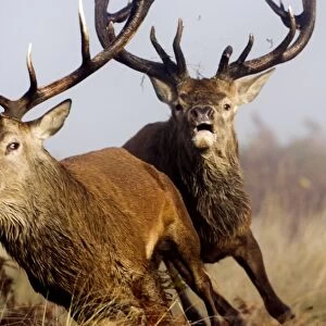 Red Deer (Cervus elaphus) two mature stags, dominant stag chasing rival after fighting during rutting season