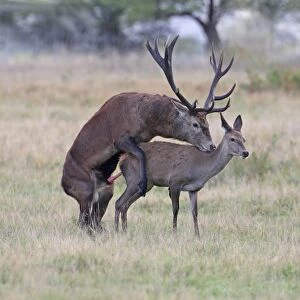 Red Deer (Cervus elaphus) stag mounting hind, mating, during rutting season, England, october