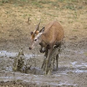 Red Deer (Cervus elaphus) young stag, kicking water over body in wallow, during rutting season, Minsmere RSPB Reserve, Suffolk, England, october