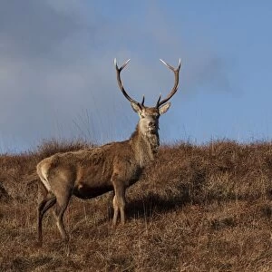 Red Deer stag on the Isle of Jura